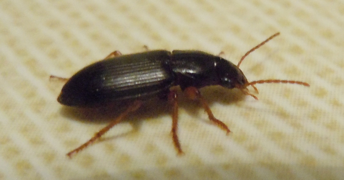 Harpalus?